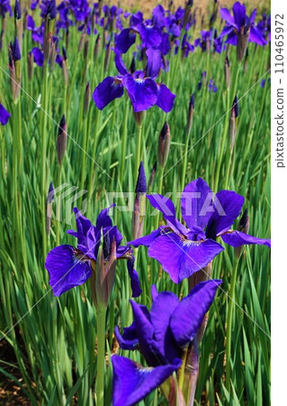 虹膜眉毛文本Ayume Iris sanguinea 110465972