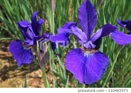 虹膜眉毛文本Ayume Iris sanguinea 虹膜眉毛文本Ayume Iris sanguinea 110465973