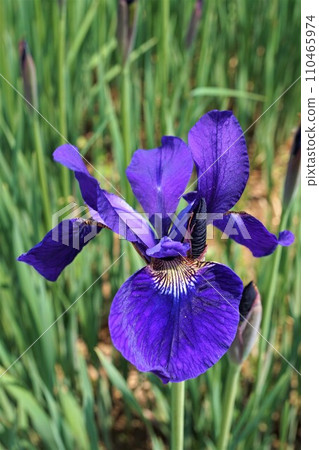 虹膜眉毛文本Ayume Iris sanguinea 虹膜眉毛文本Ayume Iris sanguinea 110465974