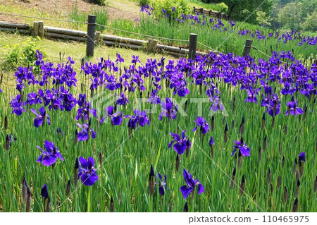 虹膜眉毛文本Ayume Iris sanguinea 虹膜眉毛文本Ayume Iris sanguinea 110465975