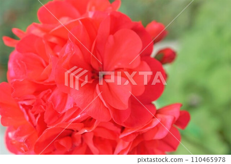Geranium, Aoi geranium, Aoi geranium, Red Geranium, Aoi geranium, Aoi geranium, Red 110465978