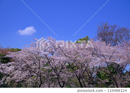 Rows of cherry blossom trees in full bloom and white clouds floating in the blue sky Rows of cherry blossom trees in full bloom and white clouds floating in the blue sky 110466124