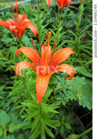 Sukashiryutatte 110466149