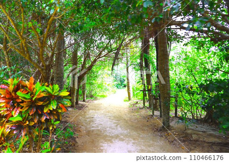 Scenery of Yubu Island, Okinawa Prefecture Scenery of Yubu Island, Okinawa Prefecture 110466176