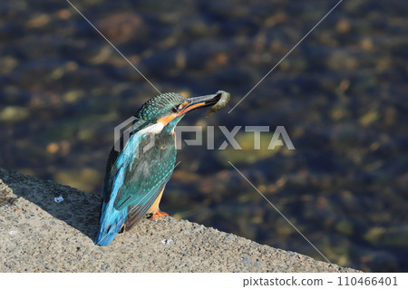 Kingfisher eating prey 110466401