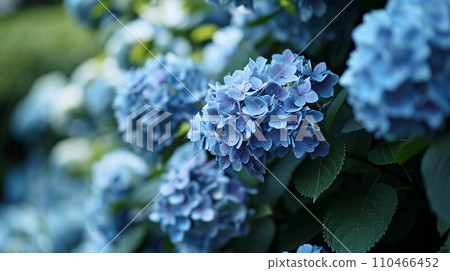 藍色繡球花（AI生成） 110466452