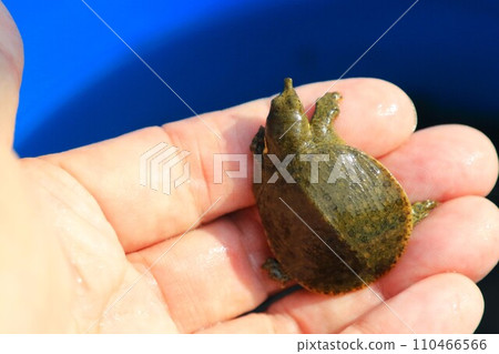 Ecological photo of a baby soft-shelled turtle captured in the Miyakoi River in Tokigawa Town 110466566