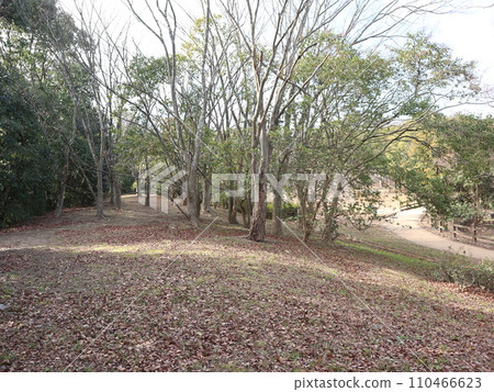 一月的西神中央公園 神戶市西區公園 110466623