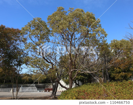一月的西神中央公園 神戶市西區公園 一月的西神中央公園 神戶市西區公園 110466750