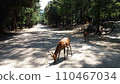 Nara Park Deer 110467034