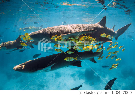 Swimming with tropical fish and nurse sharks in blue sea. Sharks in Maldives Swimming with tropical fish and nurse sharks in blue sea. Sharks in Maldives 110467060