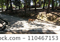 Nara Park 110467153