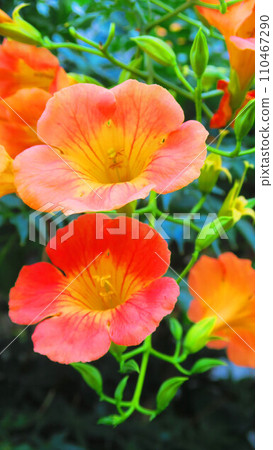Midsummer landscape with trumpet vine flowers 110467290