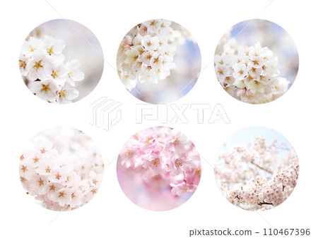 Cherry Blossom Cherry Blossom 110467396