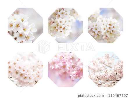 Cherry Blossom Cherry Blossom 110467397