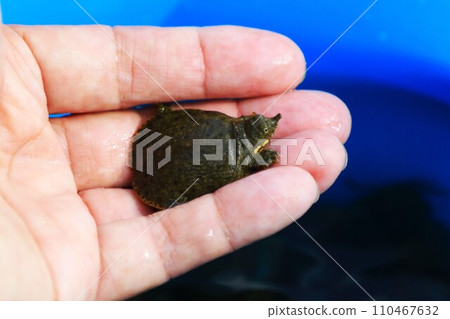 Ecological photo of a baby softshell turtle caught in the Miyako River on the palm of your hand 110467632