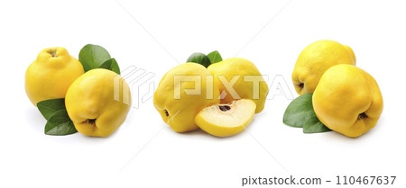 Collage of quince fruits on white backgrounds 110467637
