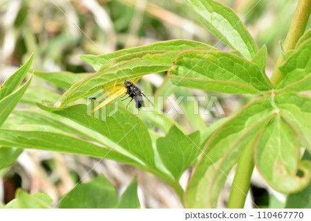 The crab spider caught the fly. The crab spider caught the fly. 110467770