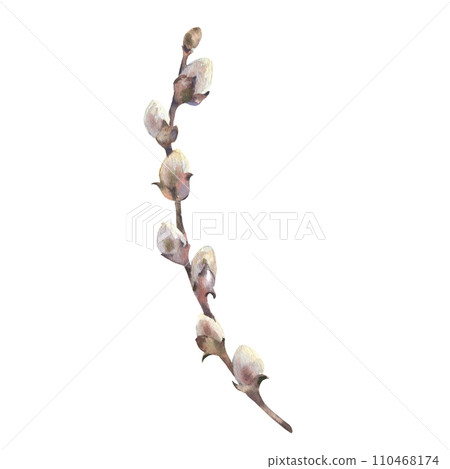 Watercolor Easter willow. Hand painted willow branch isolated on white background. Design for printing postcards, invitations to weddings, birthdays, spring and summer holidays, easter. 110468174
