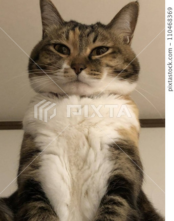 A cat staring at you A cat staring at you 110468369