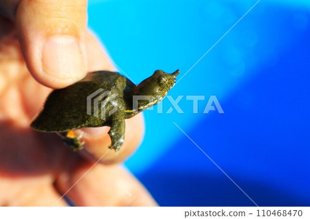 A baby soft-shelled turtle lives in the Miyako River in Tokigawa Town, a popular spot for river play. 110468470