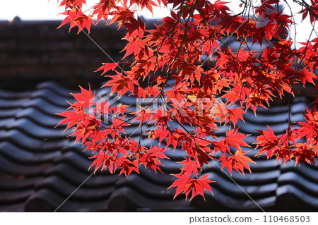 Bright red maple leaves in front of Fuzen-tei of Tendai Sect Bekkaku Honzan Chuin, Kosenba-cho, Kawagoe City, Saitama Prefecture Bright red maple leaves in front of Fuzen-tei of Tendai Sect Bekkaku Honzan Chuin, Kosenba-cho, Kawagoe City, Saitama Prefecture 110468503
