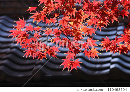 埼玉縣川越市小船場町天台宗別角本山中院前的紅楓葉 埼玉縣川越市小船場町天台宗別角本山中院前的紅楓葉 110468504