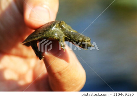 一隻小甲龜生活在常川町的宮古河中,這裡是河邊嬉戲的熱門地點。 一隻小甲龜生活在常川町的宮古河中,這裡是河邊嬉戲的熱門地點。 110469180