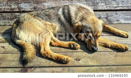 a dog on a wooden background is resting sleeping 110469295