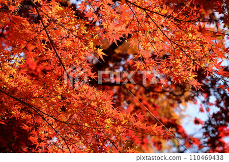 Autumn maple leaves in the precincts of Tendai Sect Bekkakuhonzan Chuin, Kosenba-cho, Kawagoe City, Saitama Prefecture Autumn maple leaves in the precincts of Tendai Sect Bekkakuhonzan Chuin, Kosenba-cho, Kawagoe City, Saitama Prefecture 110469438