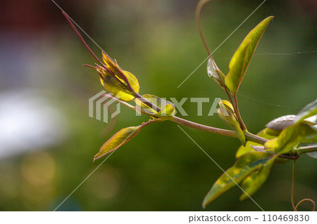 New Growth's Tender Embrace 110469830