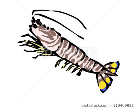 Illustration of shrimp drawn with a brush (Kuruma prawn) Illustration of shrimp drawn with a brush (Kuruma prawn) 110469921