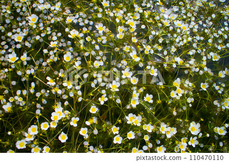 beautiful carpet of snow-white water flowers cover waterbody beautiful carpet of snow-white water flowers cover waterbody 110470110