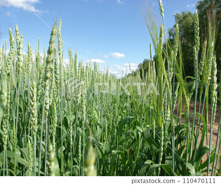 In fields In fields 110470111