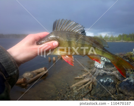 perch fishing Northern fish perch fishing Northern fish 110470187