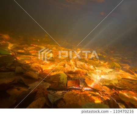 autumn underwater on the lake 110470216