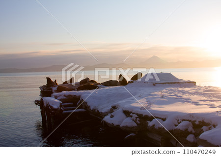 Steller sea lion on a wooden pier 110470249