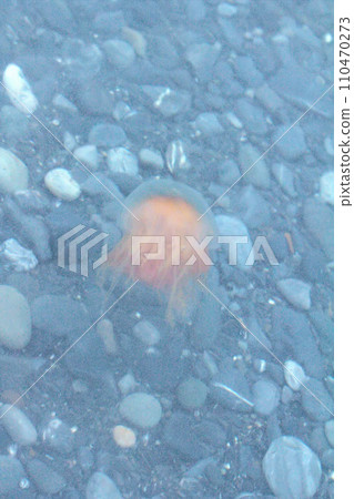 Bright jellyfish in the Arctic ocean Bright jellyfish in the Arctic ocean 110470273