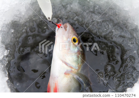 On a perch  fishing 110470274