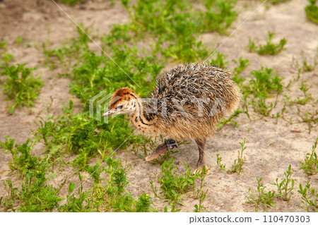 Small african ostriches walk in the paddock. Common Ostrich is the largest living bird on the planet.. 110470303