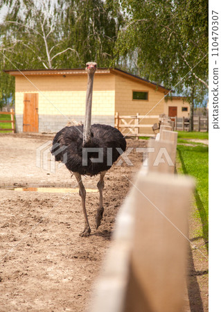 African ostrich walk in the paddock. Common Ostrich is the largest living bird on the planet.. 110470307