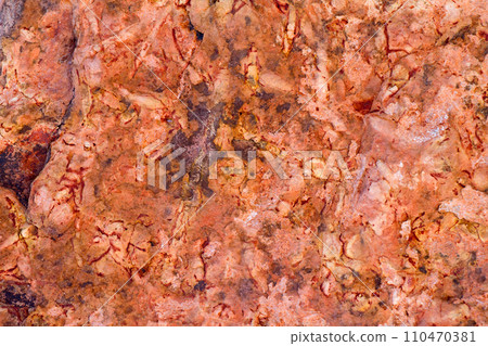 invertebrate fossils invertebrate fossils 110470381