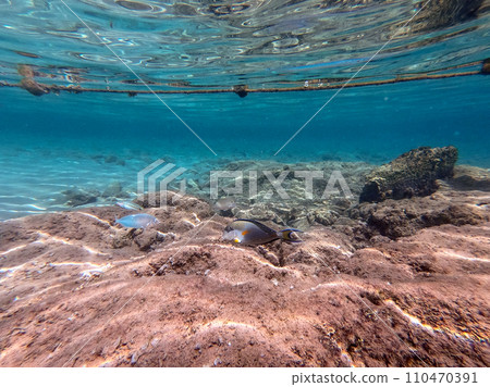 Surgeon fish or sohal tang fish (Acanthurus sohal) at the Red Sea coral reef.. 110470391