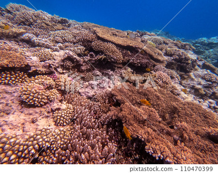 Underwater life of reef with corals and tropical fish. Coral Reef at the Red Sea, Egypt. 110470399