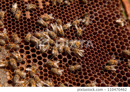 Queen bee in centre. Honeybees in nest around queen bee. . 110470462