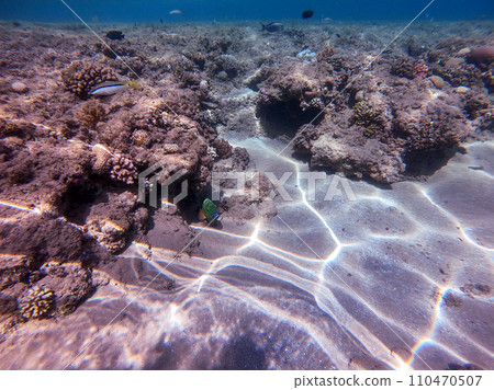 Big Broomtail wrasse (Cheilinus lunulatus) at coral reef.. Big Broomtail wrasse (Cheilinus lunulatus) at coral reef.. 110470507
