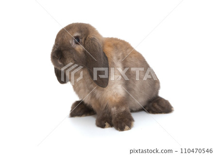 Decorative, little fold rabbit of brown color 110470546