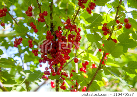 Branch of ripe red currant on currant bush in a garden. Branch of ripe red currant on currant bush in a garden. 110470557