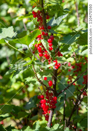 Branch of ripe red currant on currant bush in a garden. Branch of ripe red currant on currant bush in a garden. 110470560