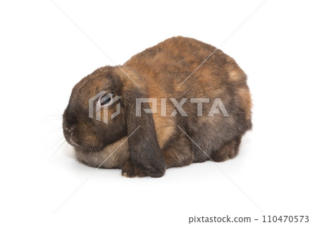 Fold-eared rabbit of brown color 110470573